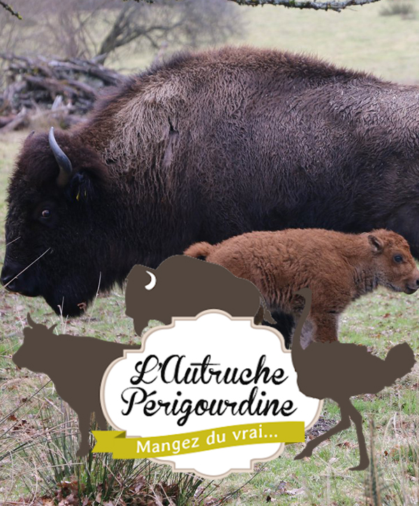 autruche perigourdine