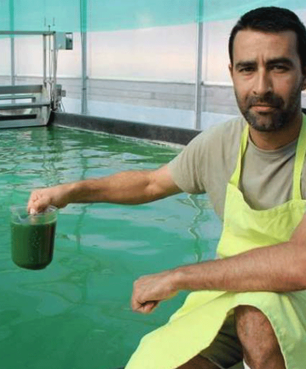 spiruline