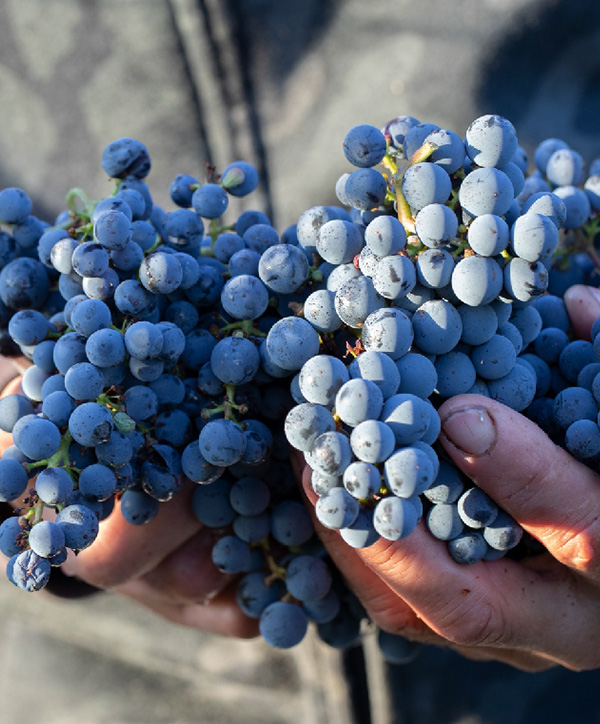 vignoblesbillieres
